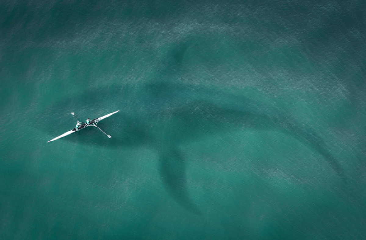 Image of people in a canoe sliding over the top of a submerged whale