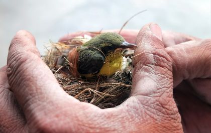 Bird nest describes how we need to nurture employees to retain them