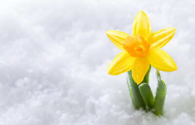 Image of a daffodil in snow to explain the leadership framework of GROW